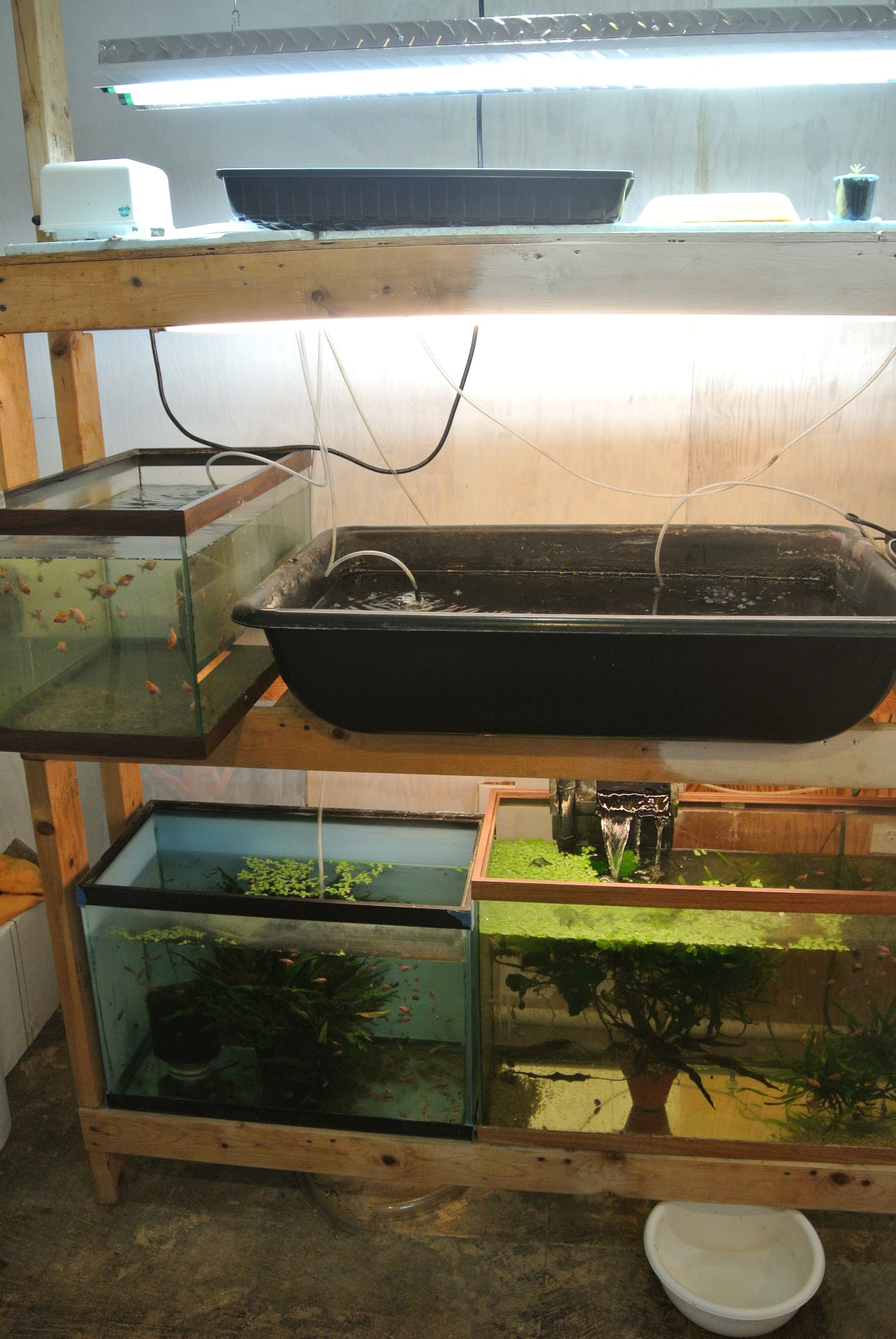 Fish Room