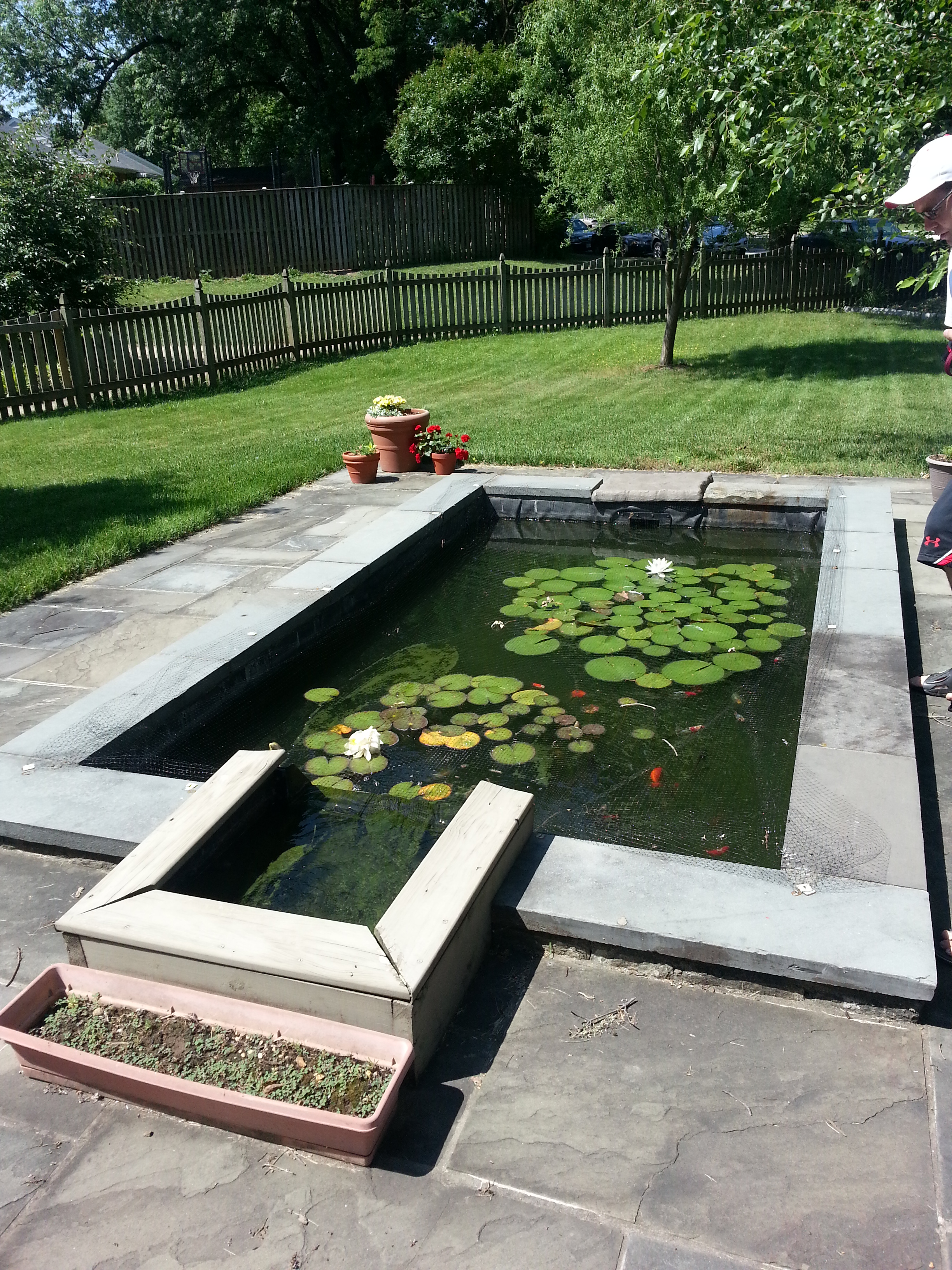 Goldfish Pond