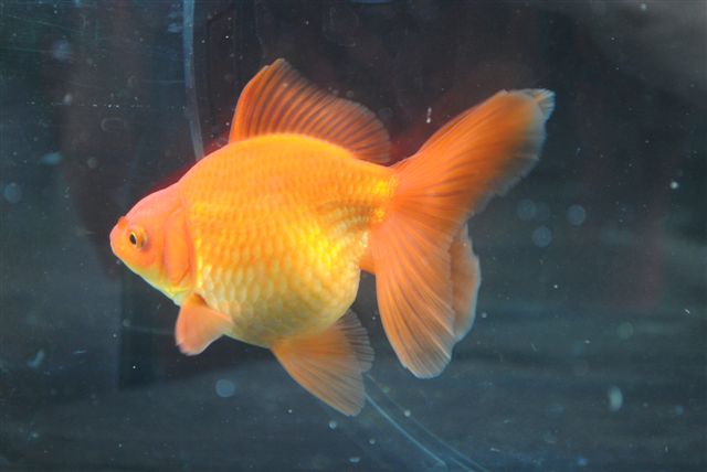 Goldfish Fantail