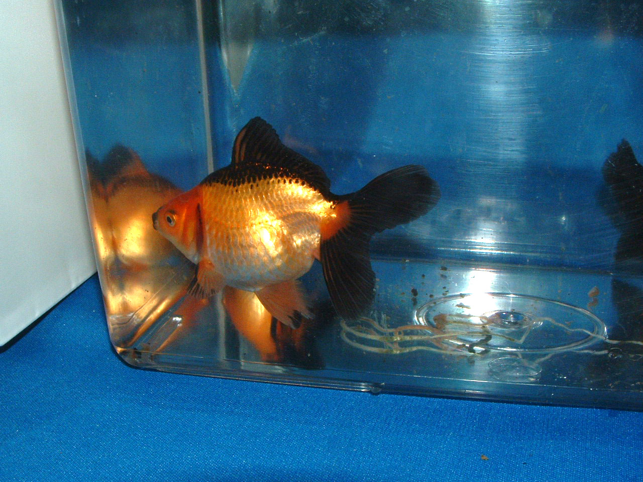 Goldfish Fantail