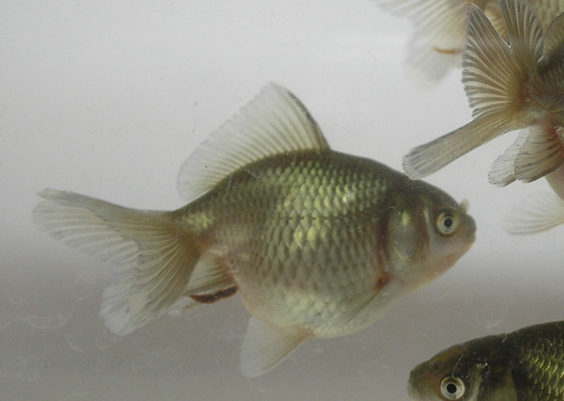 Round Body Oranda