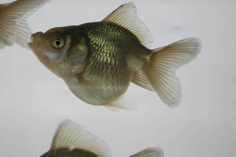 Round Body Oranda