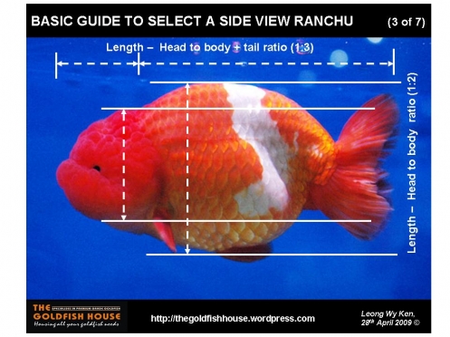 ranchu