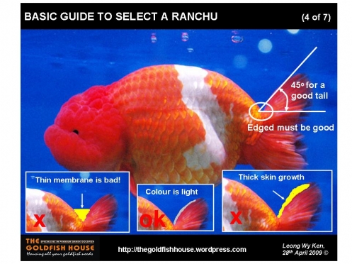 ranchu