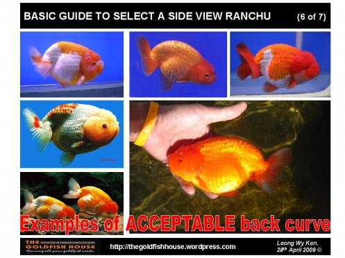 ranchu