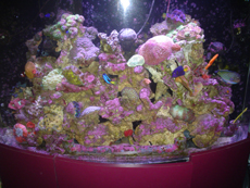 reef tank using scrubber